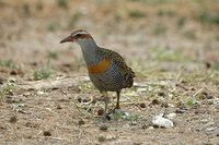 Buff-banded Rail - Gallirallus philippensis