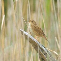 Lanceolated (Grasshopper-) Warbler (Locustella lanceolata) photo