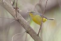 Golden-crowned Warbler (Basileuterus culicivorus) photo