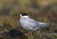 Antarctic Tern (Sterna vittata) photo