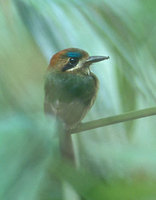 Tody Motmot (Hylomanes momotula) photo