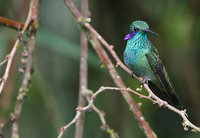 Sparkling Violet-ear (Colibri coruscans) photo