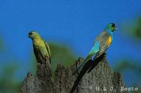 Golden-shouldered Parrot - Psephotus chrysopterygius