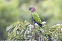 Red-fan Parrot - Deroptyus accipitrinus