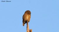 Asian Barred Owlet - Glaucidium cuculoides