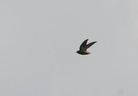 Short-tailed Swift - Chaetura brachyura