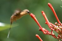 Needle-billed Hermit - Phaethornis philippii