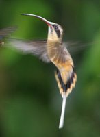 Tawny-bellied Hermit - Phaethornis syrmatophorus