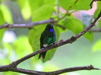 Glowing Puffleg - Eriocnemis vestitus