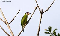 Golden-throated Barbet - Megalaima franklinii