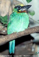 Black-banded Barbet - Megalaima javensis