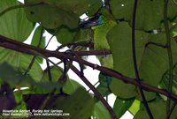 Mountain Barbet - Megalaima monticola