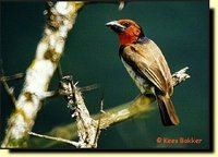 Black-collared Barbet - Lybius torquatus