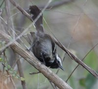 Black-bellied Antwren - Formicivora melanogaster