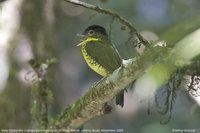 Shrike-like Cotinga - Laniisoma elegans