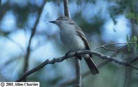 La Sagra's Flycatcher - Myiarchus sagrae