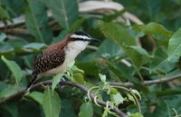 Rufous-naped Wren - Campylorhynchus rufinucha