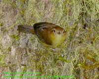 Ochraceous Wren - Troglodytes ochraceus