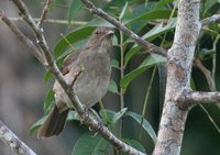 Black-billed Thrush - Turdus ignobilis