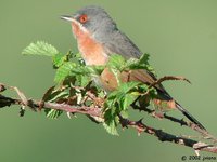 Subalpine Warbler - Sylvia cantillans