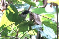 Dark-fronted Babbler - Rhopocichla atriceps