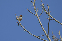 Black-throated Tit - Aegithalos concinnus