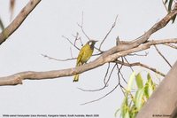 White-eared Honeyeater - Lichenostomus leucotis