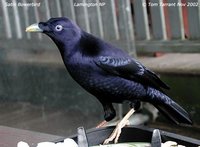 Satin Bowerbird - Ptilonorhynchus violaceus