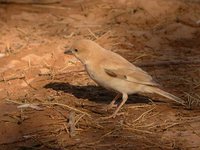 Desert Sparrow - Passer simplex