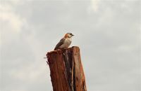 Speckle-fronted Weaver - Sporopipes frontalis