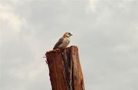 Speckle-fronted Weaver - Sporopipes frontalis