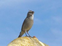 White-throated Canary - Serinus albogularis