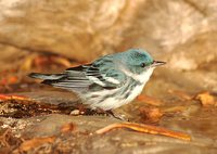 Cerulean Warbler - Dendroica cerulea