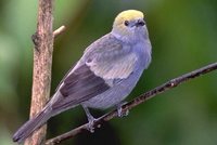 Palm Tanager - Thraupis palmarum