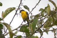 Blue-winged Mountain-Tanager - Anisognathus somptuosus