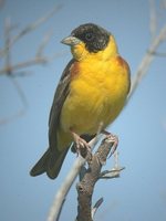 Black-headed Bunting - Emberiza melanocephala