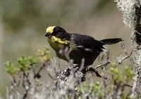 Pale-naped Brush-Finch - Atlapetes pallidinucha