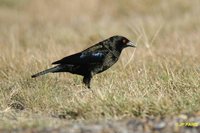 Bronzed Cowbird - Molothrus aeneus