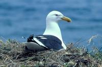 Black-backed Gull (Larus dominicanus)