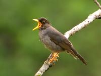 Andean Slaty-Thrush (Nick Athanas)