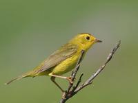 Wilsons Warbler