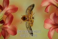 Asian lady beetle ( Harmonia axyridis ) stock photo