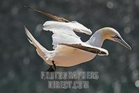 Northern Gannet ( Morus bassanus ) stock photo