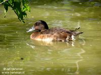 Baer's pochard - Aythya baeri