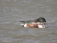 Shoveler