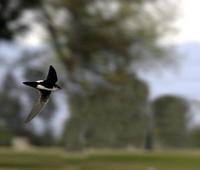 White-throated Swift