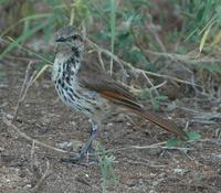 Spotted Morning-Thrush p.354