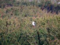 Black-shouldered Kite (Elanus caeruleus)