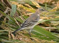 Yellow Wagtail Motacilla flava 긴발톱할미새