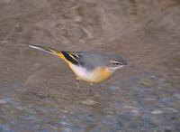 Grey Wagtail Motacilla cinerea 노랑할미새